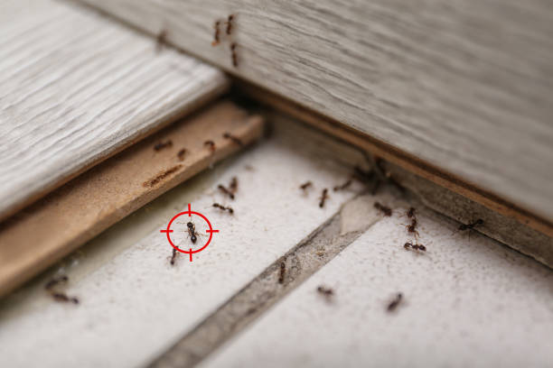 Reliable El Jebel, CO Pest Control Solutions