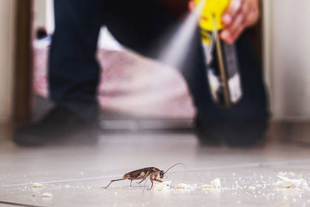 Flea Control Services in El Jebel, CO